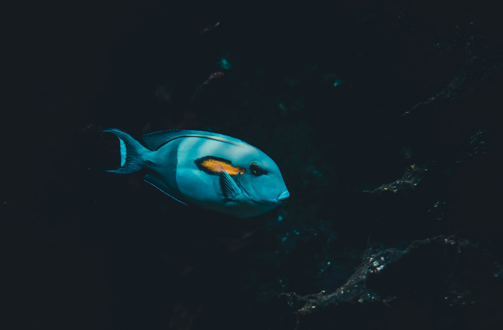Underwater Photography Experience