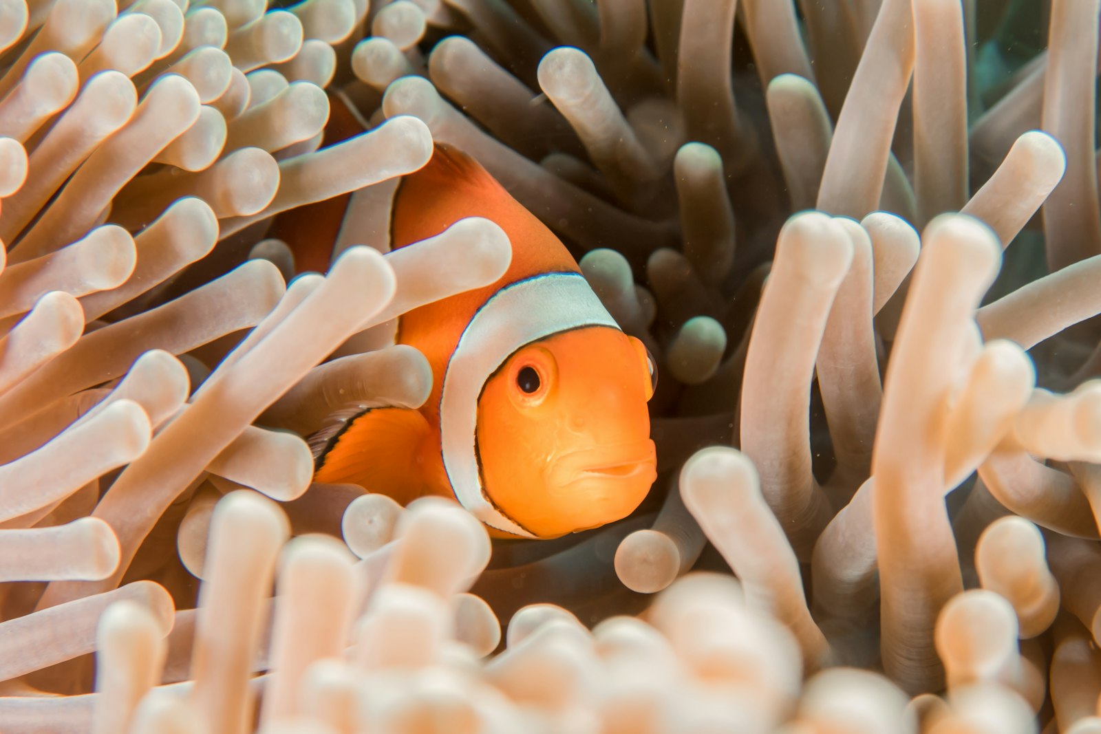 Reef Explorer: Guided Underwater Safari