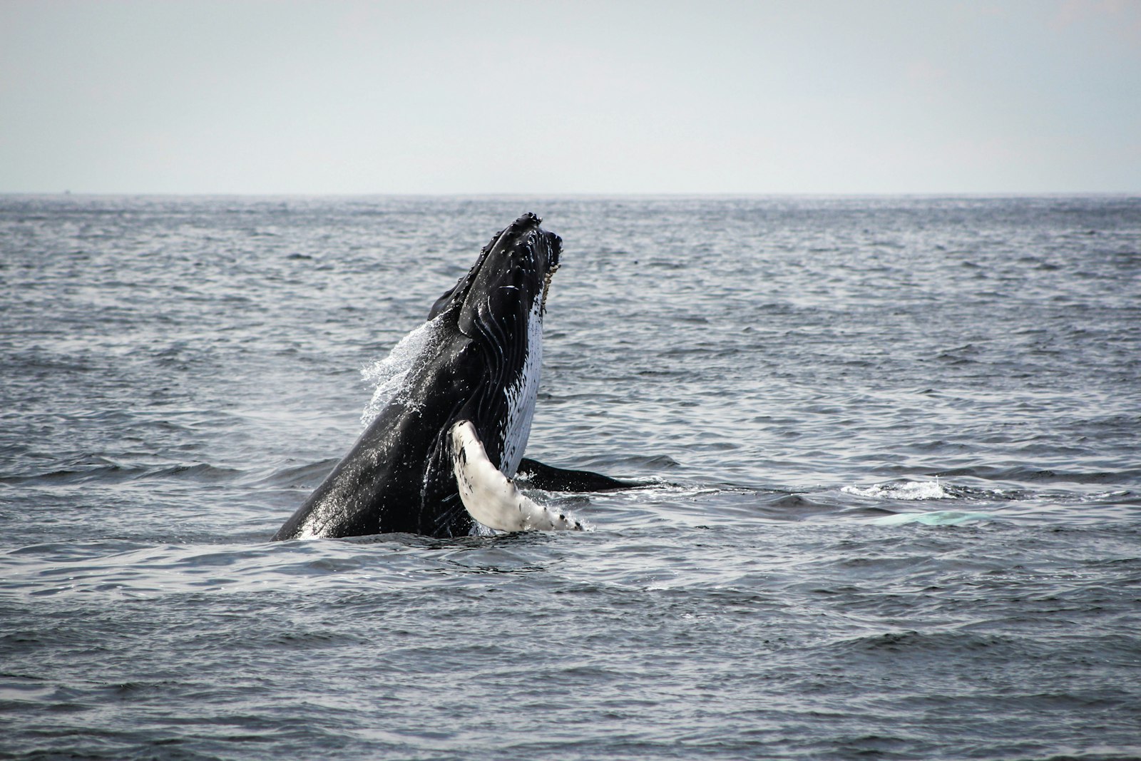 Whale & Dolphin Royal Cruise